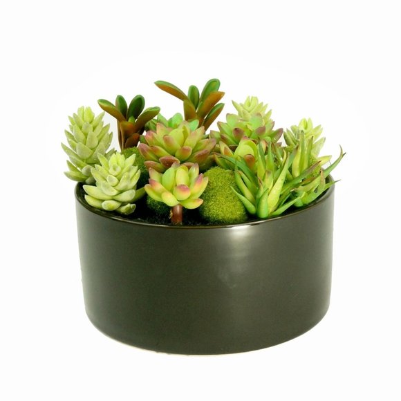 Other - Faux Succulent Planter with Moss Cactus Aloe Vera